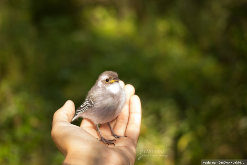 Птенчик — Валяные игрушки из шерсти: сухое валяние (фото 10)