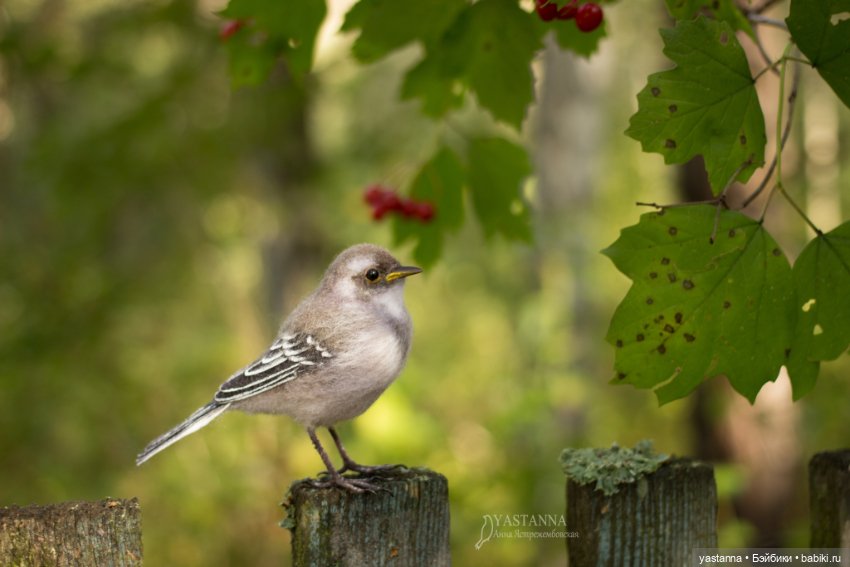 Птенчик — Валяные игрушки из шерсти: сухое валяние (фото 5)