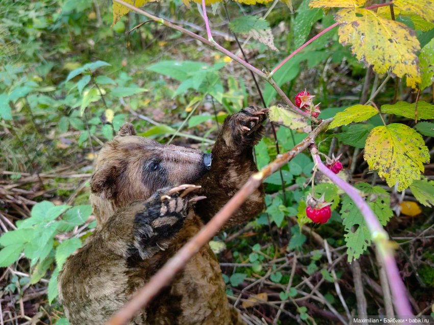 Дедушка и внук Медведи Инны Матус (фото 10)
