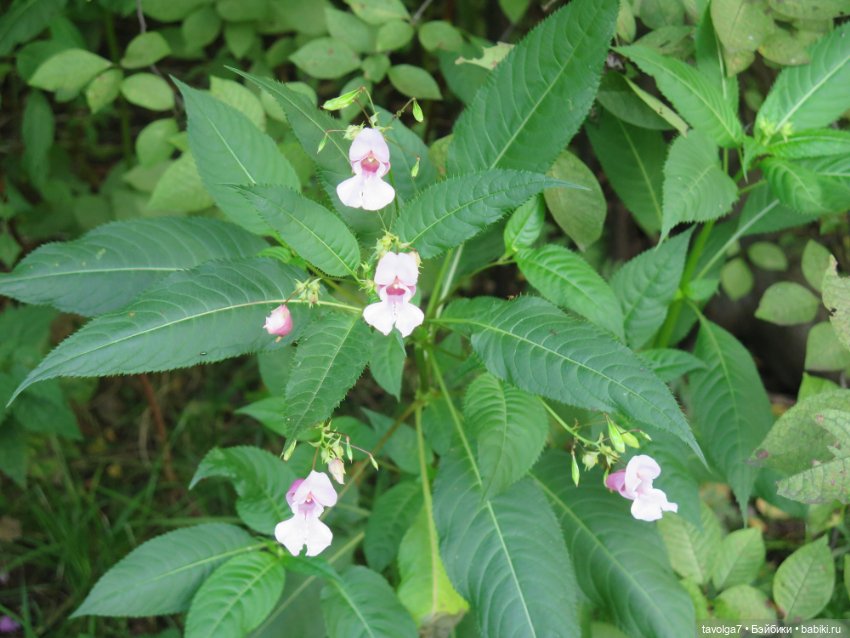 Хильди от Remco 1960е — Коллекционные куклы разных авторов (Разное): редкие бренды (фото 9)