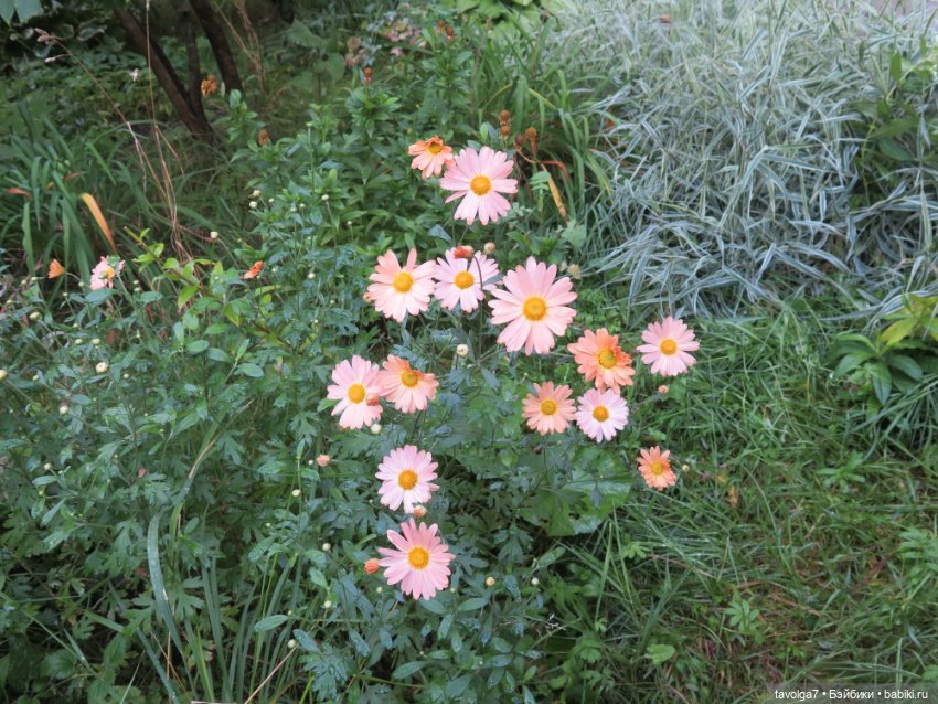 "Истекает мёдом, светом и смолой." (фото 2)