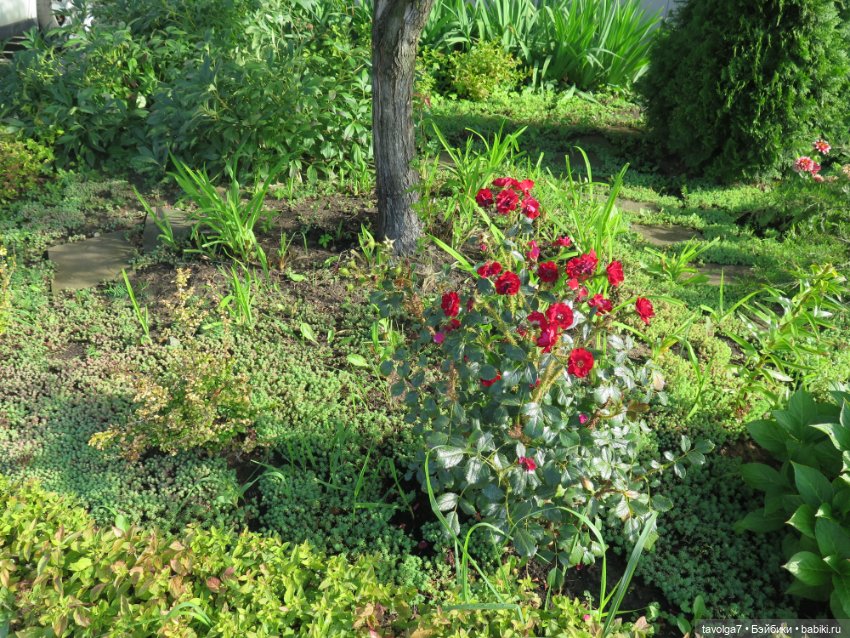 "Истекает мёдом, светом и смолой."