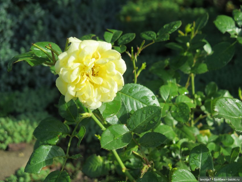 "Истекает мёдом, светом и смолой."