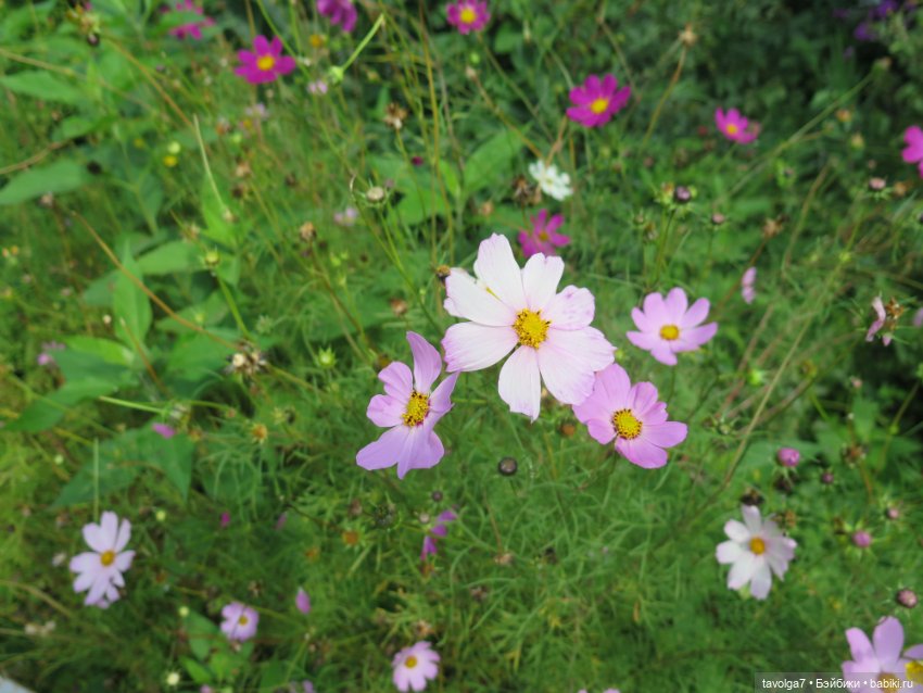 "Истекает мёдом, светом и смолой."