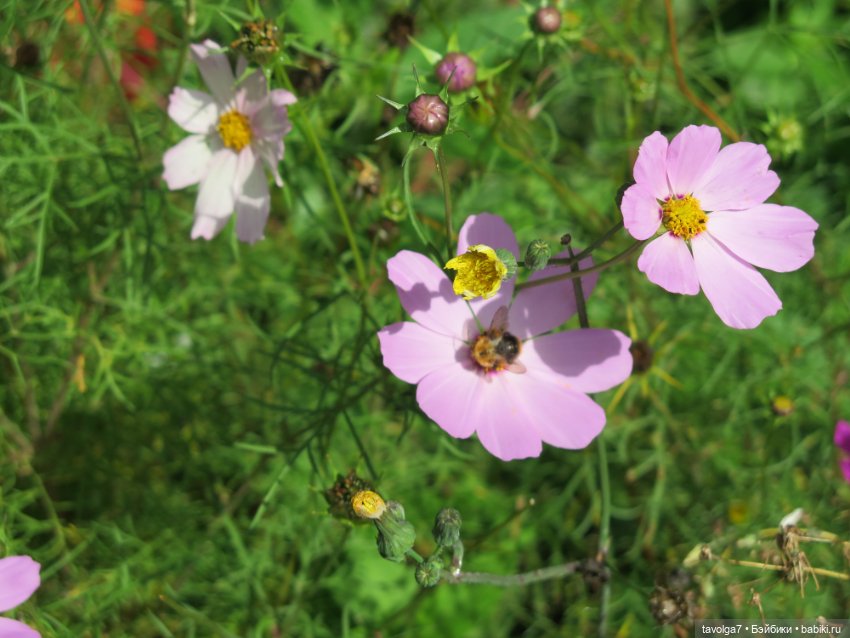 "Истекает мёдом, светом и смолой."