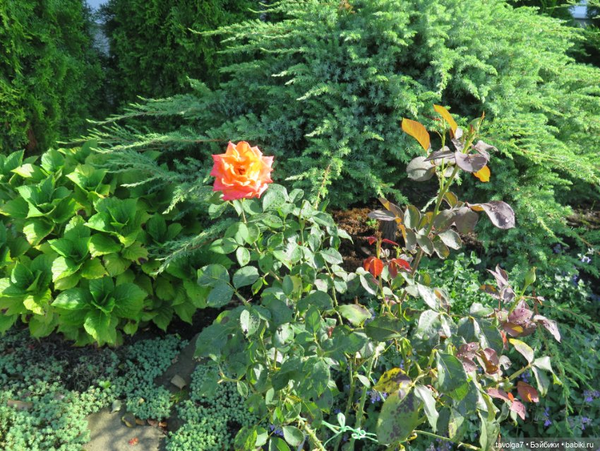 "Истекает мёдом, светом и смолой."