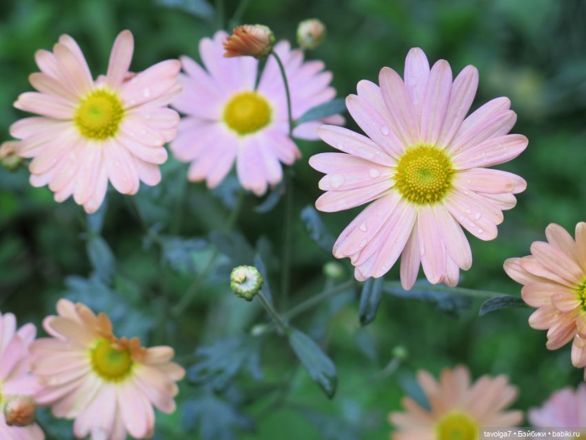 "Истекает мёдом, светом и смолой." (фото 3)