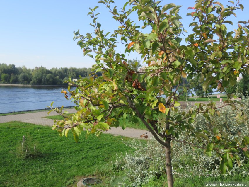 "Истекает мёдом, светом и смолой."