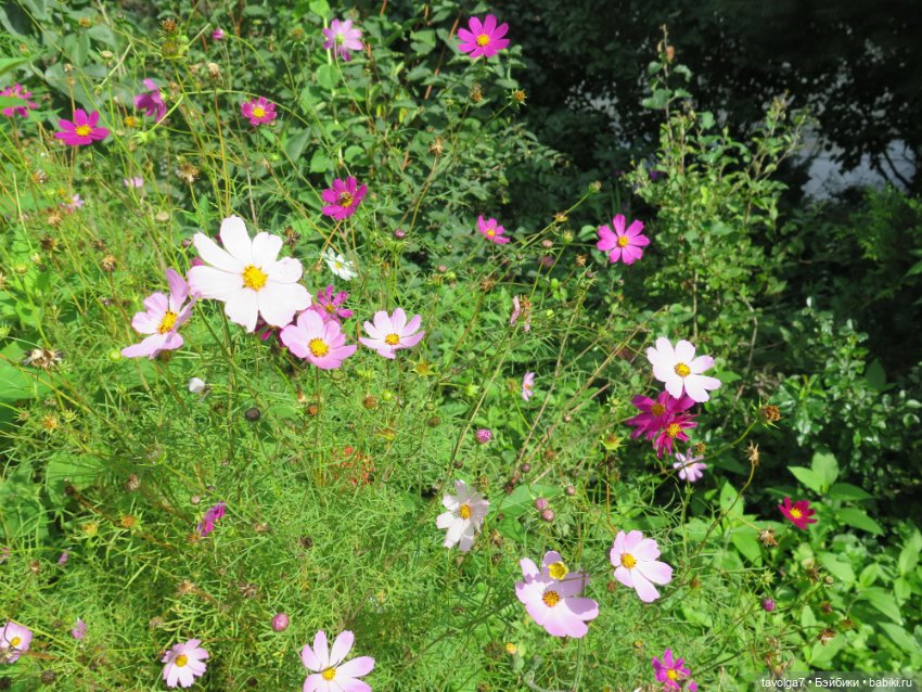 "Истекает мёдом, светом и смолой."