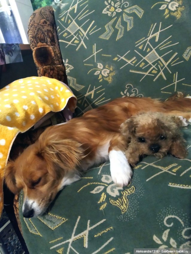 Все оттенки рыжих🧡 — Коллекционные игрушки и фигурки: Lego