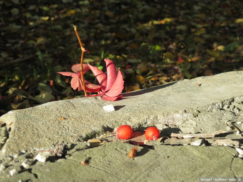 День Рыжих — Коллекции игровых кукол (Playline): фото полок