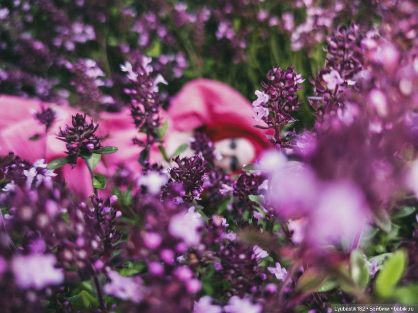 Чабрец — Куклы Phicen (TBLeague/Фицен): бесшовные тела (фото 2)