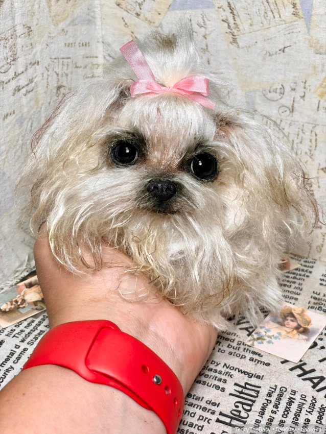 Summer — Реалистичные игрушки и звери (Натюр): собаки