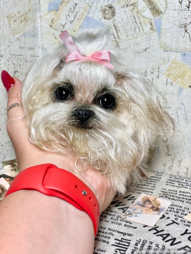 Summer — Реалистичные игрушки и звери (Натюр): собаки