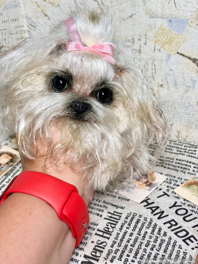 Summer — Реалистичные игрушки и звери (Натюр): собаки (фото 5)