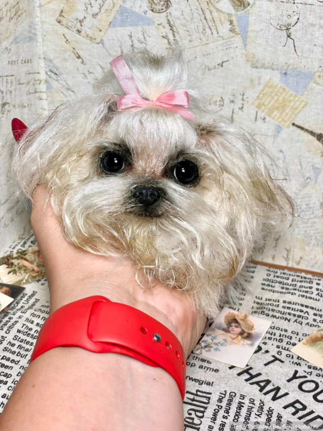 Summer — Реалистичные игрушки и звери (Натюр): собаки