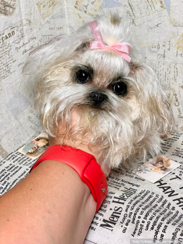 Summer — Реалистичные игрушки и звери (Натюр): собаки (фото 6)