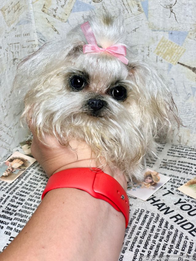 Summer — Реалистичные игрушки и звери (Натюр): собаки (фото 8)