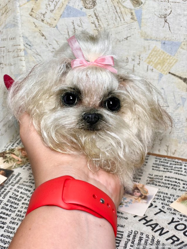 Summer — Реалистичные игрушки и звери (Натюр): собаки