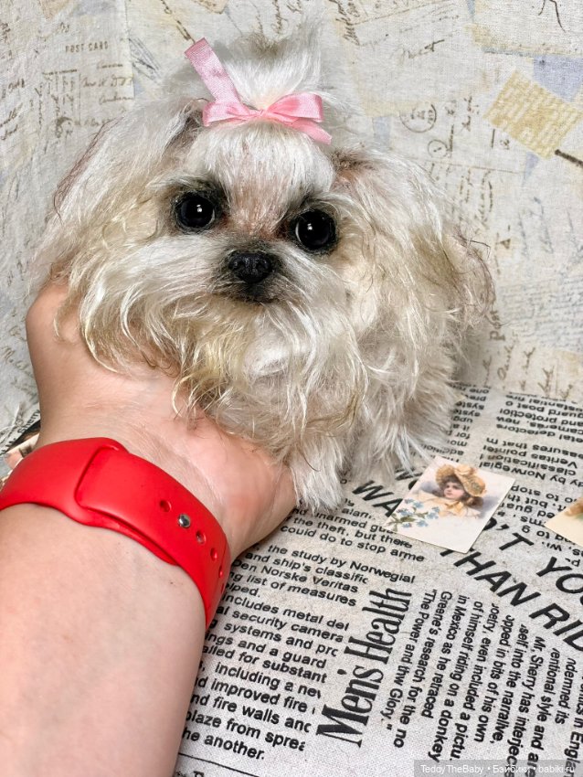 Summer — Реалистичные игрушки и звери (Натюр): собаки