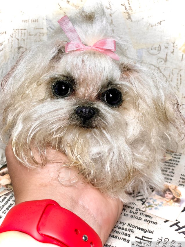 Summer — Реалистичные игрушки и звери (Натюр): собаки