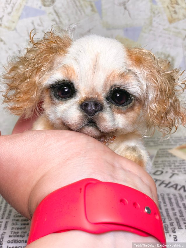 Персик 🍑 — Реалистичные игрушки и звери (Натюр): собаки