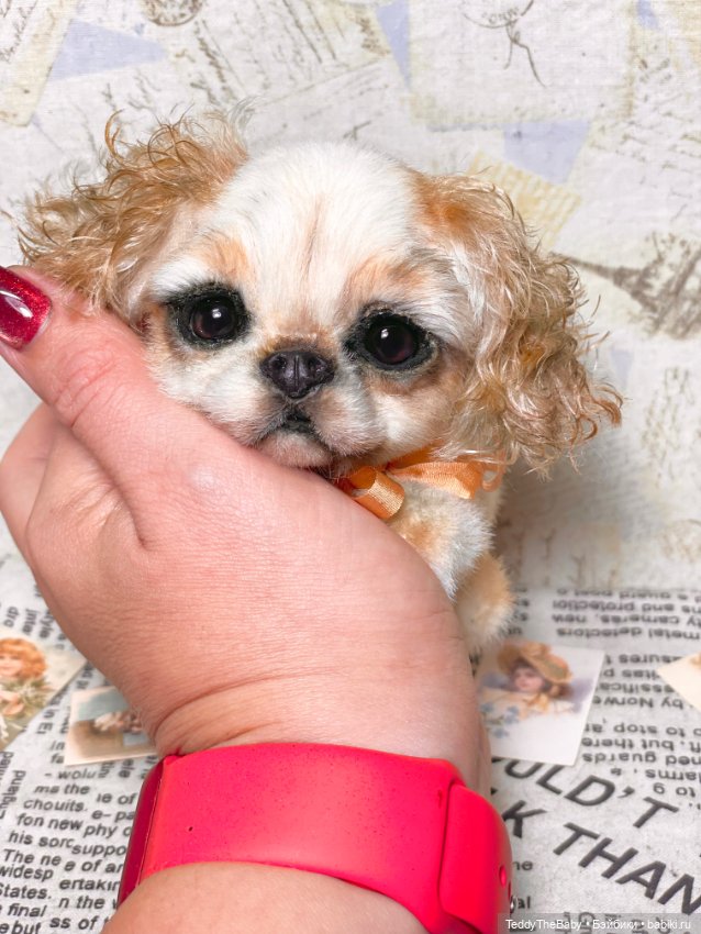 Персик 🍑 — Реалистичные игрушки и звери (Натюр): собаки (фото 6)