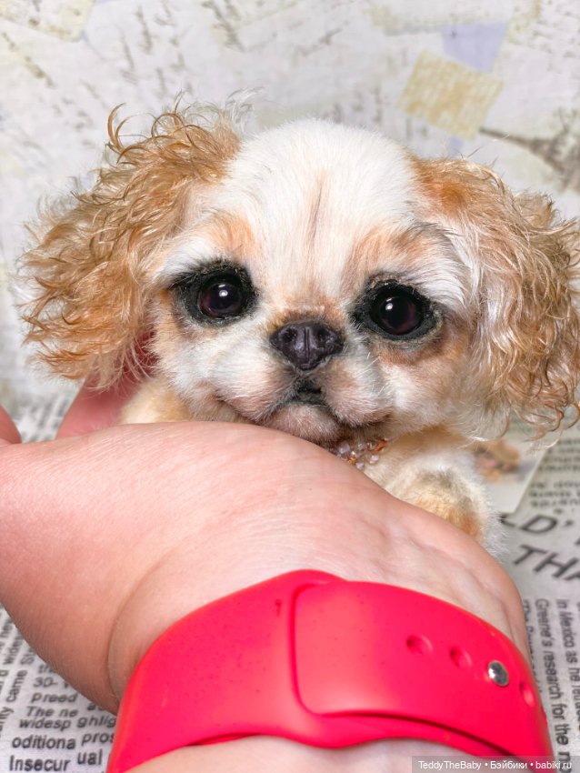 Персик 🍑 — Реалистичные игрушки и звери (Натюр): собаки