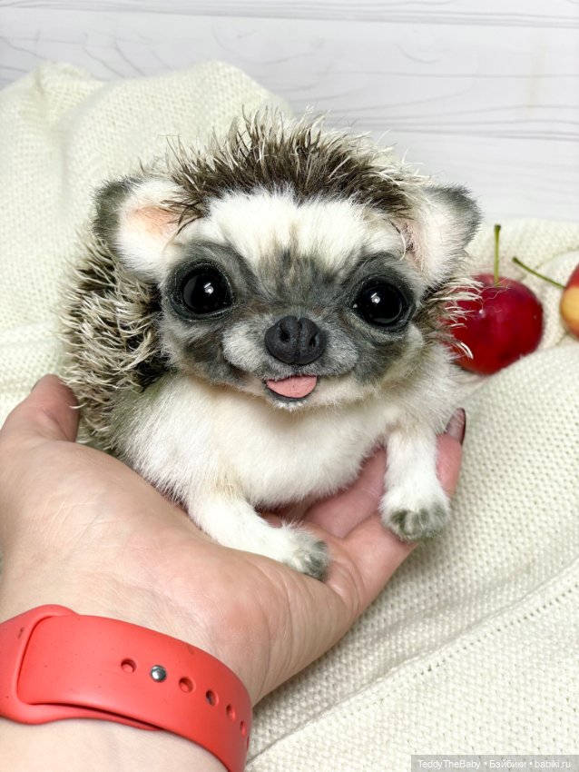 Yo-yo 🦔 — Реалистичные игрушки и звери (Натюр): собаки