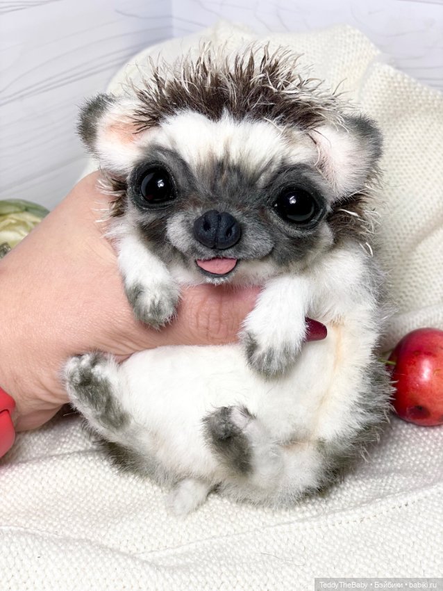 Yo-yo 🦔 — Реалистичные игрушки и звери (Натюр): собаки