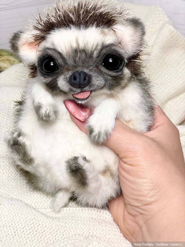 Yo-yo 🦔 — Реалистичные игрушки и звери (Натюр): собаки (фото 10)