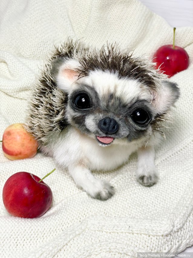 Yo-yo 🦔 — Реалистичные игрушки и звери (Натюр): собаки