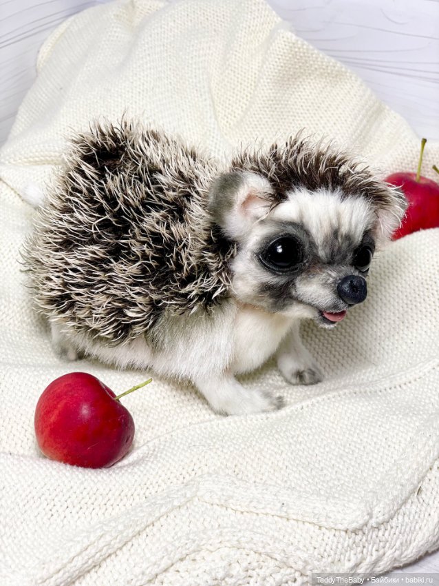 Yo-yo 🦔 — Реалистичные игрушки и звери (Натюр): собаки