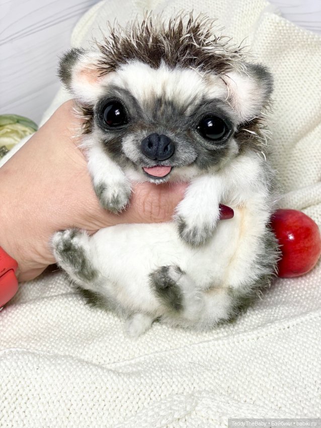 Yo-yo 🦔 — Реалистичные игрушки и звери (Натюр): собаки