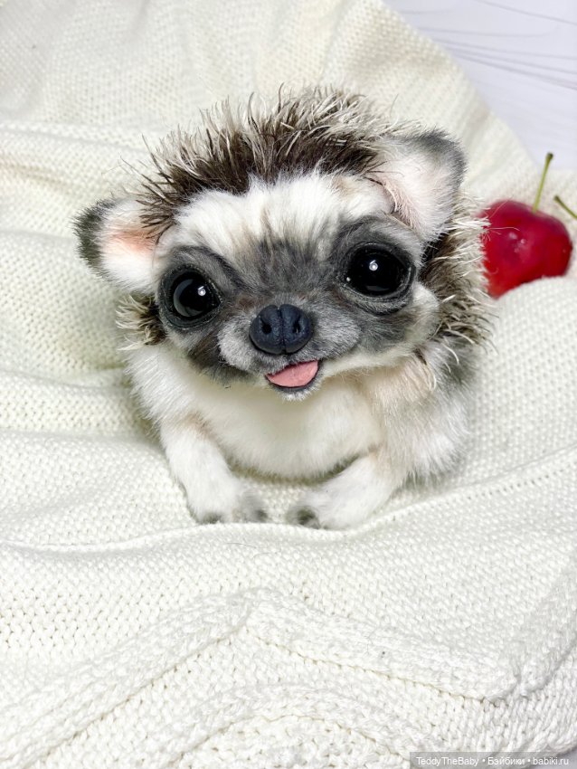 Yo-yo 🦔 — Реалистичные игрушки и звери (Натюр): собаки