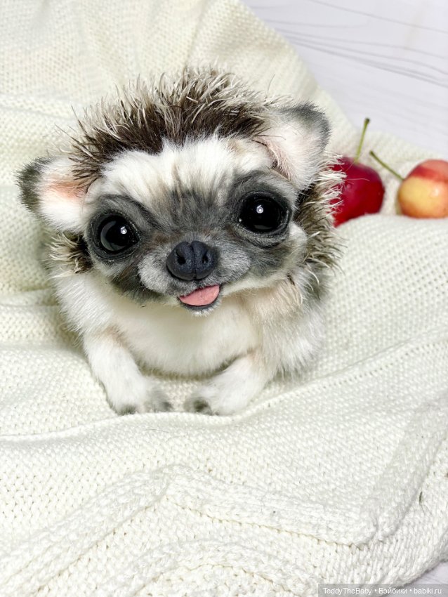 Yo-yo 🦔 — Реалистичные игрушки и звери (Натюр): собаки