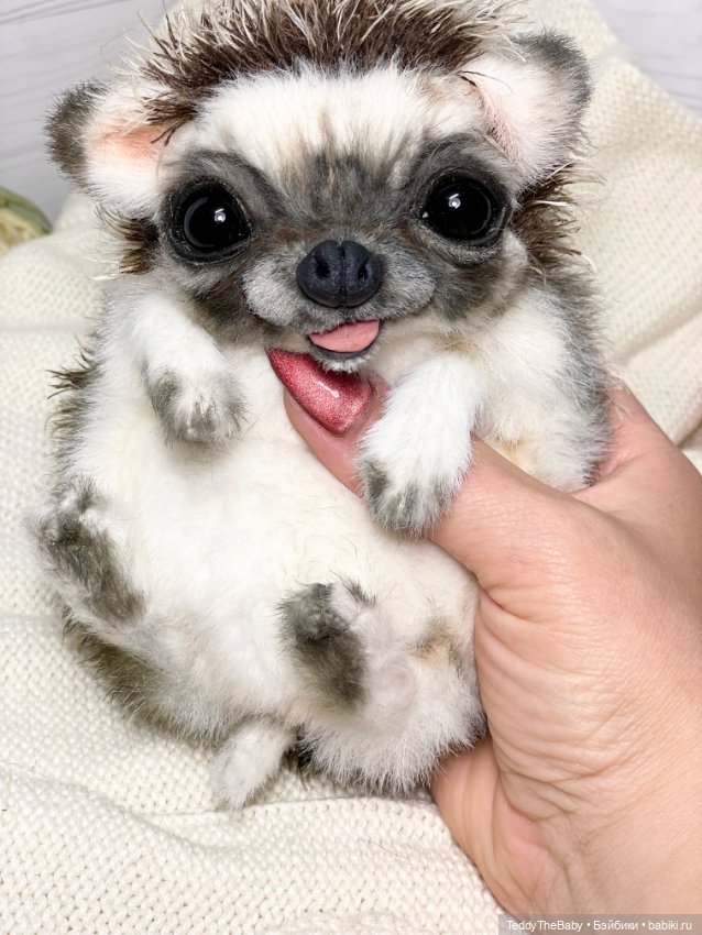 Yo-yo 🦔 — Реалистичные игрушки и звери (Натюр): собаки