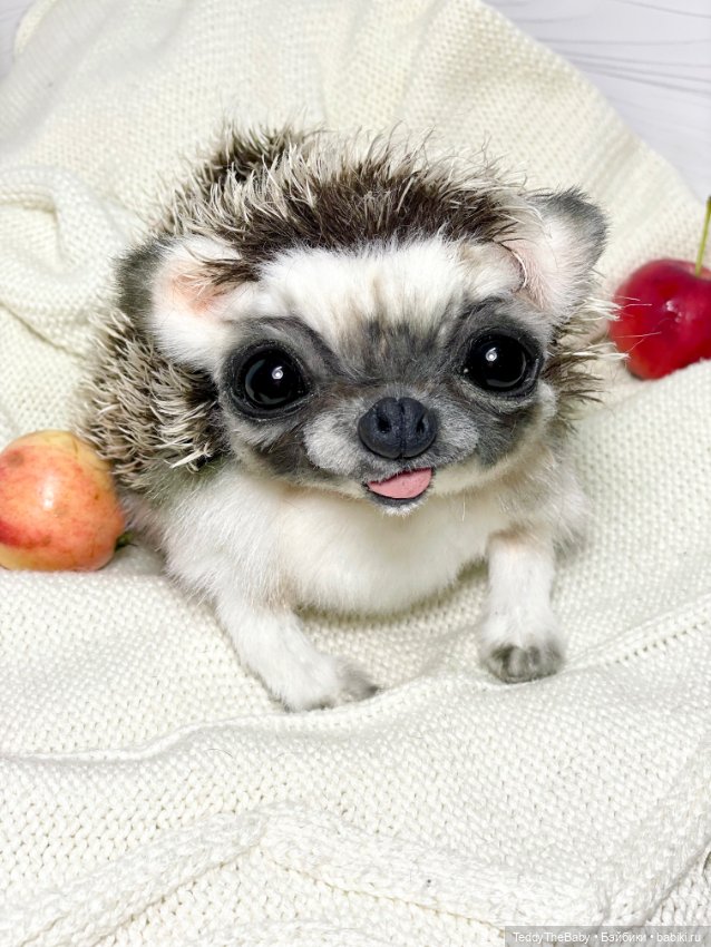 Yo-yo 🦔 — Реалистичные игрушки и звери (Натюр): собаки