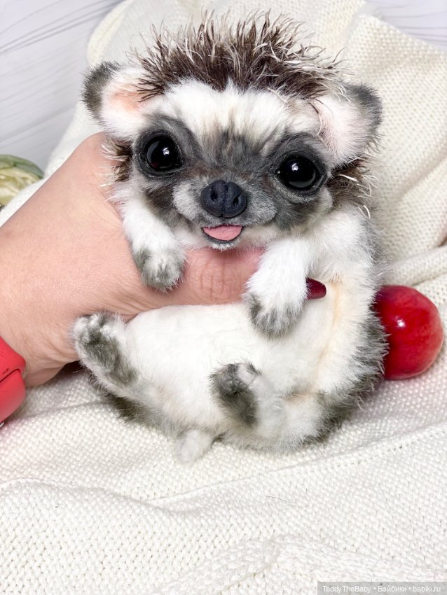 Yo-yo 🦔 — Реалистичные игрушки и звери (Натюр): собаки