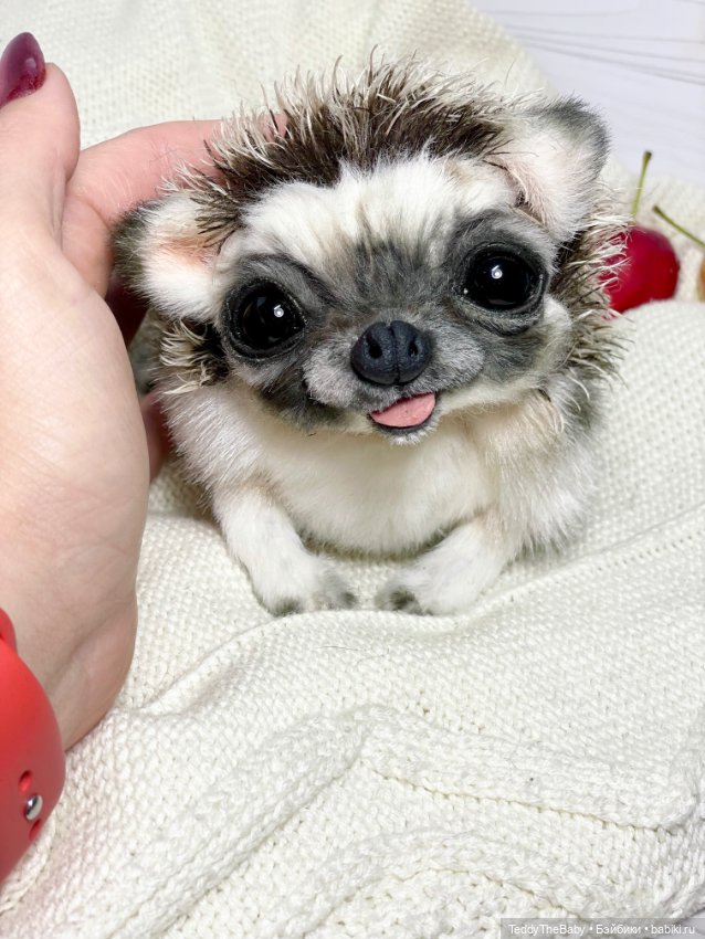 Yo-yo 🦔 — Реалистичные игрушки и звери (Натюр): собаки