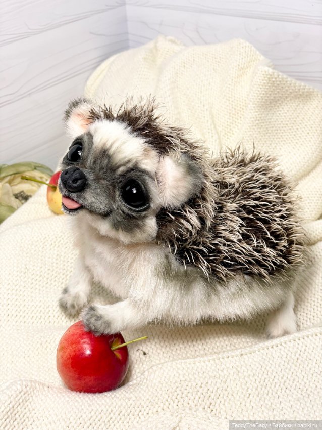 Yo-yo 🦔 — Реалистичные игрушки и звери (Натюр): собаки (фото 2)