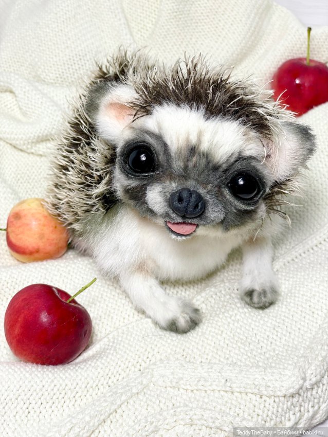 Yo-yo 🦔 — Реалистичные игрушки и звери (Натюр): собаки