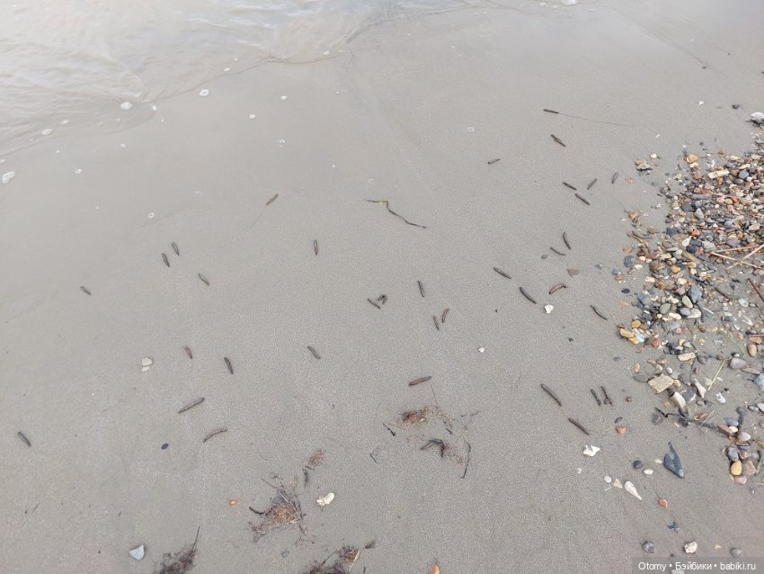 Отпуск во Владивостоке (часть 2) (фото 10)