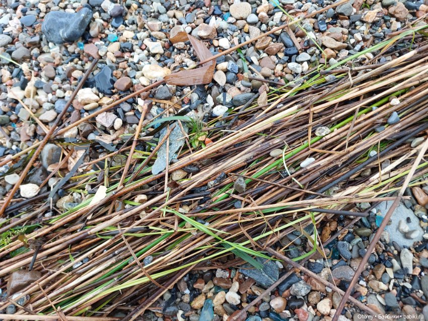 Отпуск во Владивостоке (часть 2) (фото 9)