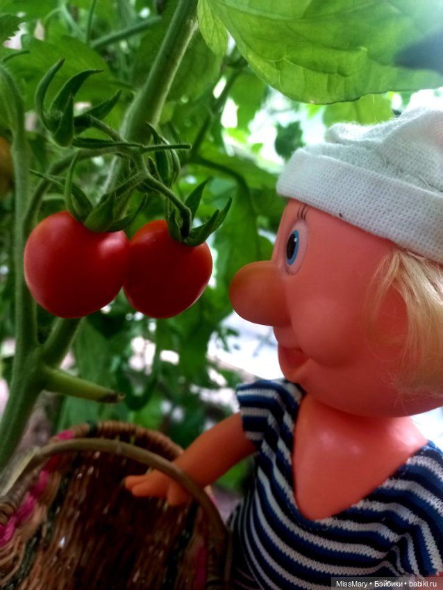 Веселые картинки. Фаина, Увэ и... помидоры (фото 6)