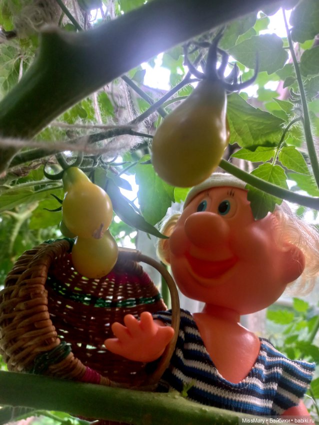 Веселые картинки. Фаина, Увэ и... помидоры (фото 7)