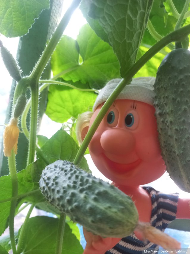 Веселые картинки. Фаина, Увэ и... помидоры