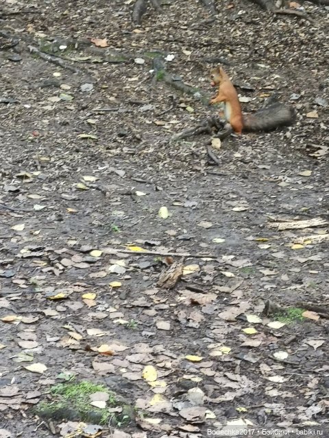 Унылая пора! Очей очарованье