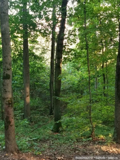 Унылая пора! Очей очарованье (фото 5)