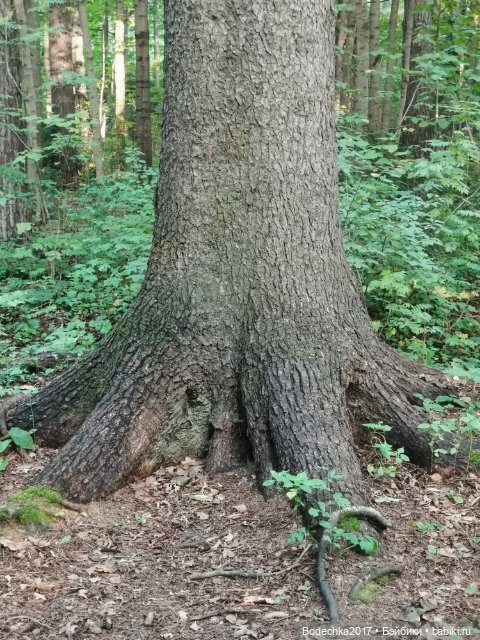 Унылая пора! Очей очарованье (фото 4)